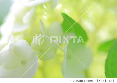 Cute hydrangea petals 137712581