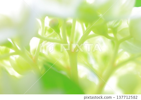 Cute hydrangea petals 137712582