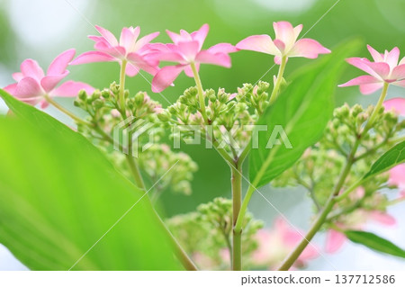 可愛的繡球花瓣 可愛的繡球花瓣 137712586