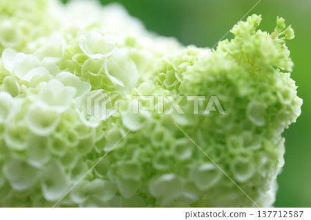 可愛的繡球花瓣 可愛的繡球花瓣 137712587