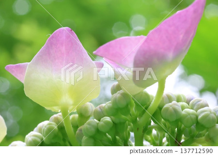 Cute hydrangea petals Cute hydrangea petals 137712590
