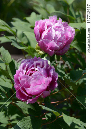 Kamada Nishiki Peony Flower Kamada Nishiki Peony Flower 137712657