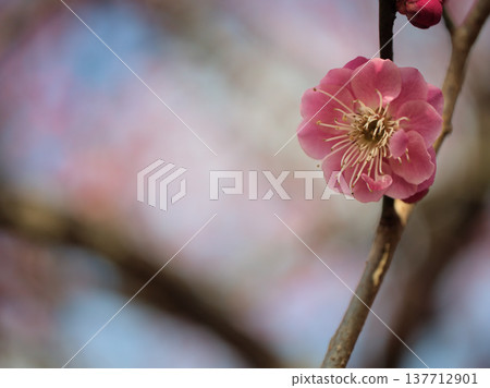 「江南少木」美麗的紅梅花在陽光明媚的三月盛開。 「江南少木」美麗的紅梅花在陽光明媚的三月盛開。 137712901