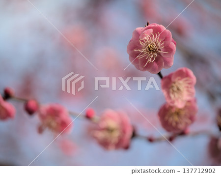 「江南少木」美麗的紅梅花在陽光明媚的三月盛開。 137712902