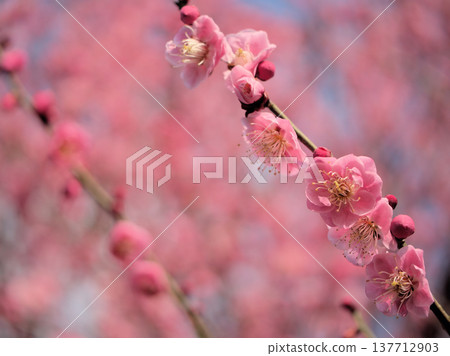 「江南少木」美麗的紅梅花在陽光明媚的三月盛開。 137712903