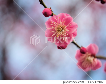 The beautiful red plum blossoms of "Jiangnan Shomu" bloomed in sunny March. The beautiful red plum blossoms of "Jiangnan Shomu" bloomed in sunny March. 137712907