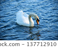 White swan swimming peacefully across blue natural water with gentle ripples forming around the bird creating a calm wildlife atmosphere. 137712910