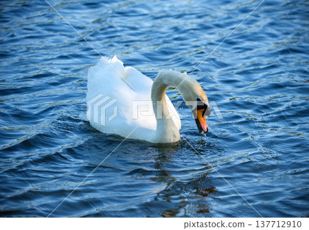 White swan swimming peacefully across blue natural water with gentle ripples forming around the bird creating a calm wildlife atmosphere. White swan swimming peacefully across blue natural water with gentle ripples forming around the bird creating a calm wildlife atmosphere. 137712910