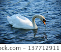 Graceful swan floating on textured water surface while soft waves and reflections move across the natural lake environment. 137712911