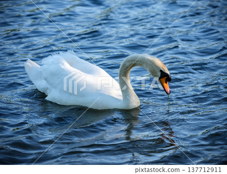 Graceful swan floating on textured water surface while soft waves and reflections move across the natural lake environment. 137712911