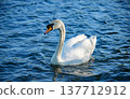 Close view of a white swan swimming on rippling water in a natural environment. The bird moves calmly across the water 137712912