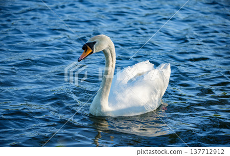 Close view of a white swan swimming on rippling water in a natural environment. The bird moves calmly across the water 137712912