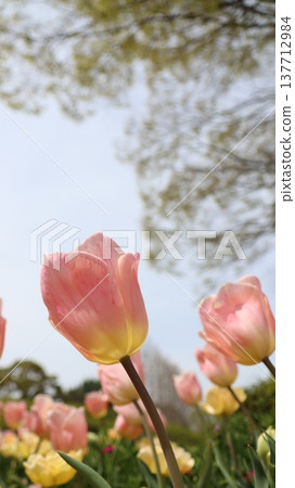 粉紅色的鬱金香在藍天中閃耀 137712984