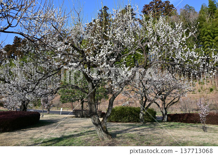 茨城縣千葉公園裡，梅花在明媚的陽光下盛開。 137713068
