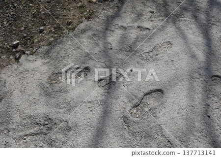 Footprints and traces of the construction site left in the concrete during construction. Footprints and traces of the construction site left in the concrete during construction. 137713141