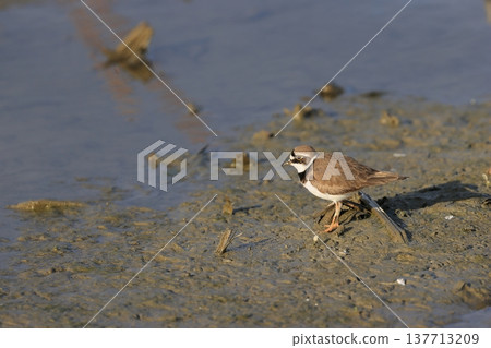 Little ringed plover foraging in the lotus field Little ringed plover foraging in the lotus field 137713209