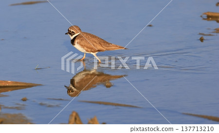 Little ringed plover running around energetically Little ringed plover running around energetically 137713210