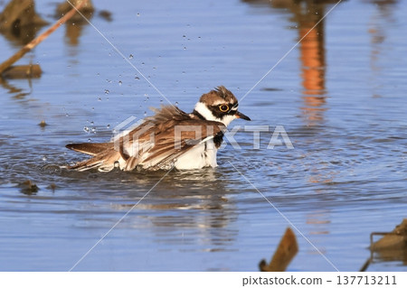 Little ringed plover bathing 137713211