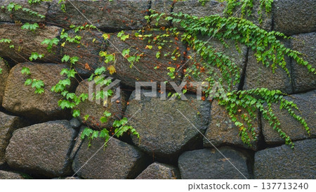 Osaka, Japan - Sep 22 2024, close up view of the old fortress wall covered with greenery consisting of large hewn stones, on the territory of Osaka Castle, Osaka, Japan 137713240