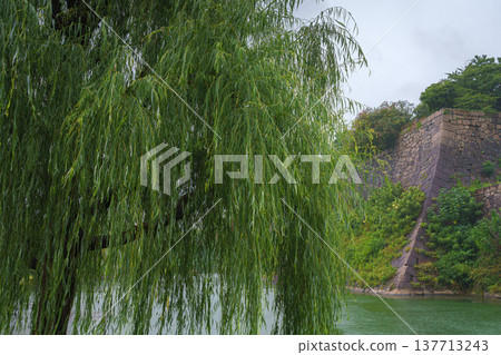 Osaka, Japan - Sep 22 2024, Panoramic view of the green trees in the park around Osaka Castle, with fortress wall on a background, on a rainy day, at daytime, Osaka, Japan 137713243
