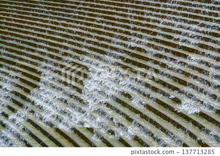 Osaka, Japan - Sep 22 2024, panoramic view from above of the water flowing down the steps of the stone staircase, fountain in Umekita Plaza, without people, at daytime, Osaka, Japan 137713285
