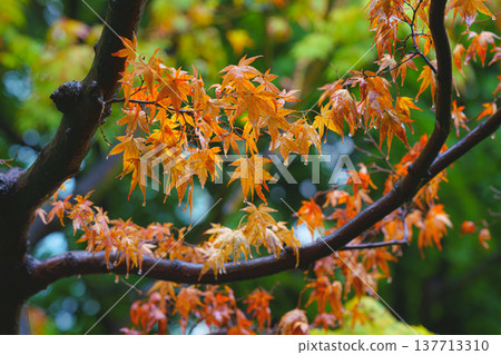 Osaka, Japan - Sep 22 2024, close-up view of a Japanese maple branch with reddened leaves, in the background there are still green foliage momiji season, momijigari, Osaka, Japan 137713310