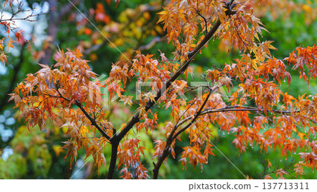 Osaka, Japan - Sep 22 2024, close-up view of a Japanese maple branch with reddened leaves, in the background there are still green foliage momiji season, momijigari, Osaka, Japan 137713311