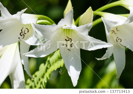 White Crinum Lilly (lat.- Crinum Powellii) White Crinum Lilly (lat.- Crinum Powellii) 137713413