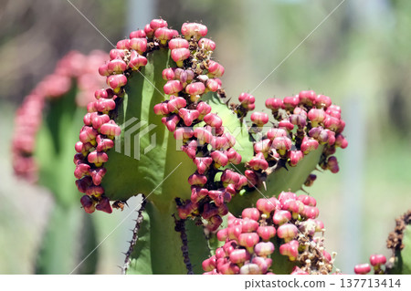 Transvaal candelabra tree (lat. Euphorbia cooperi) Transvaal candelabra tree (lat. Euphorbia cooperi) 137713414