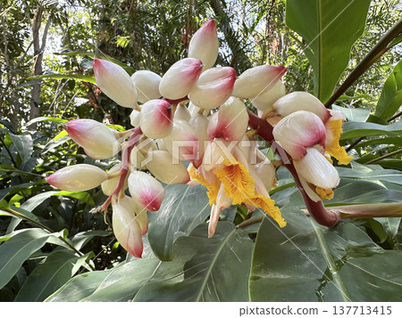 Shell ginger (lat.- Alpinia zerumbet) Shell ginger (lat.- Alpinia zerumbet) 137713415