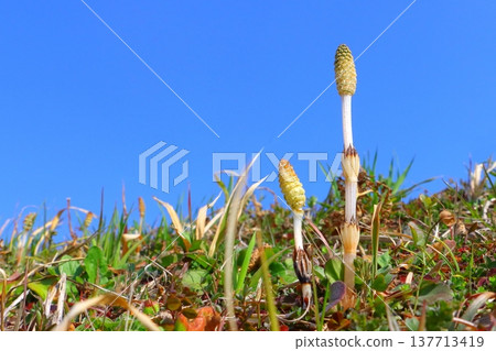 Horsetail (spring image) Horsetail (spring image) 137713419