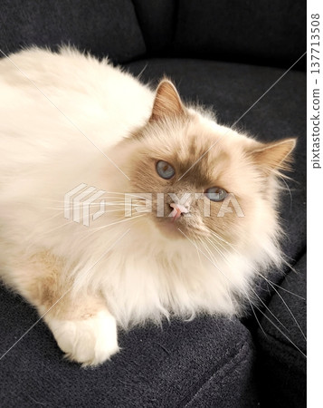 A fluffy Birman cat on a dark sofa A fluffy Birman cat on a dark sofa 137713508