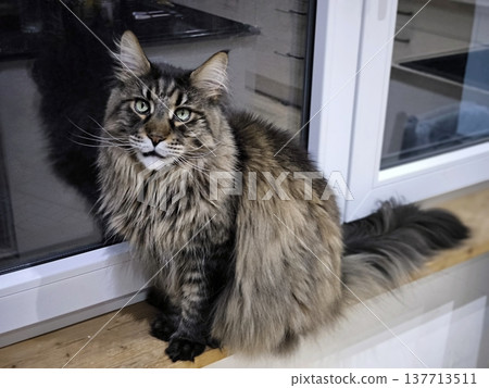 A luxurious Maine Coon cat sits on the windowsill A luxurious Maine Coon cat sits on the windowsill 137713511
