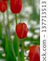 “一朵紅色鬱金香的特寫，上面掛著水珠。春季花卉背景圖。” 137713513