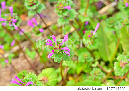 Buddha's Seat, Wildflowers Buddha's Seat, Wildflowers 137713531