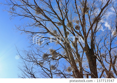 A tree covered in lots of mistletoe - 1 137713547