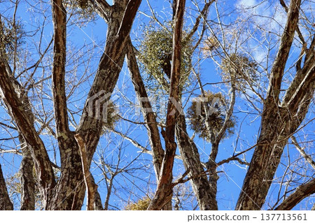 掛滿槲寄生的樹 - 3 掛滿槲寄生的樹 - 3 137713561