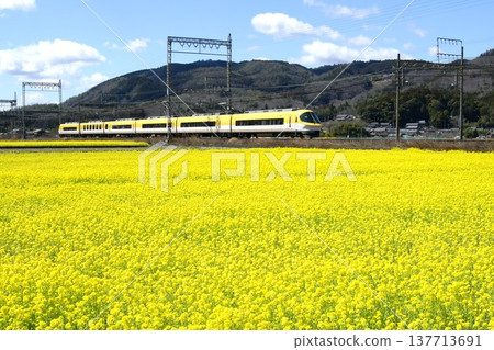 近鐵伊勢志摩號列車飛馳穿過一片油菜花田。 137713691