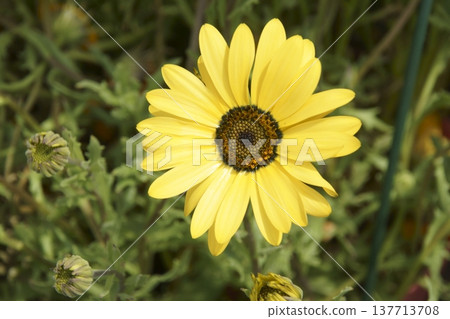 Gazania 137713708