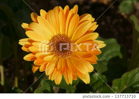 Gazania 137713710