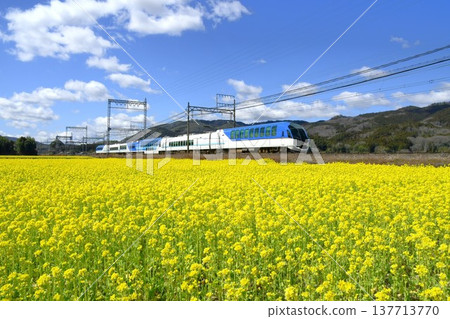 島風號特快列車飛馳穿過一片油菜花田。 137713770