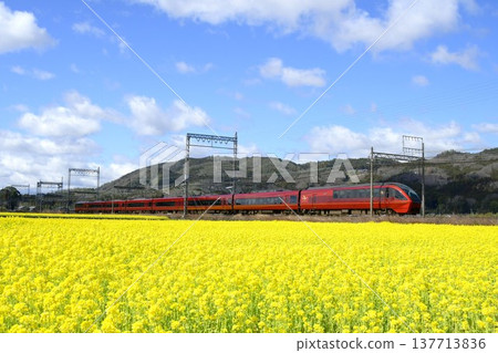 近鐵特快列車「火鳥」高速駛過一片油菜花田。 近鐵特快列車「火鳥」高速駛過一片油菜花田。 137713836