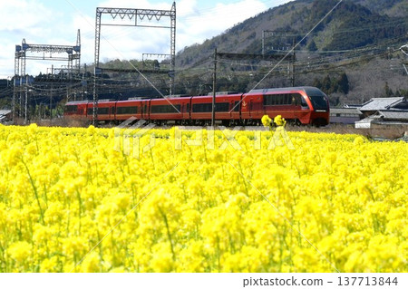 近鐵特快列車「火鳥」高速駛過一片油菜花田。 近鐵特快列車「火鳥」高速駛過一片油菜花田。 137713844