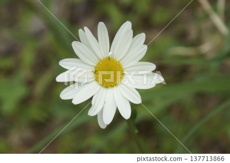 Margaret Margaret 137713866