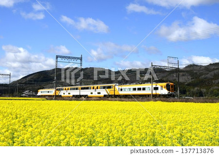 近鐵特快列車疾駛穿越油菜花田。 137713876