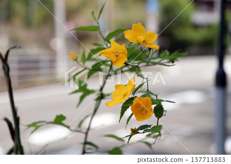 The Japanese kerria has bloomed. The Japanese kerria has bloomed. 137713883