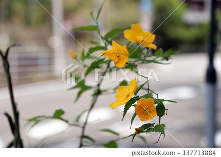 The Japanese kerria has bloomed. The Japanese kerria has bloomed. 137713884