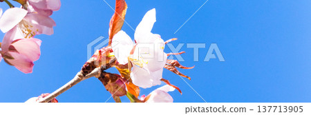 A simple scene of Hokkaido in spring, with its blue sky and beautiful pink mountain cherry blossoms. A simple scene of Hokkaido in spring, with its blue sky and beautiful pink mountain cherry blossoms. 137713905