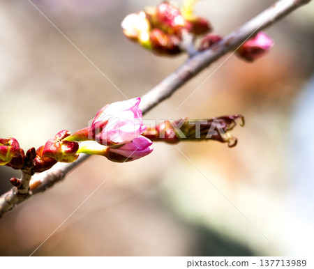 在北海道公園裡，春日暖陽下，櫻花含苞待放。 137713989