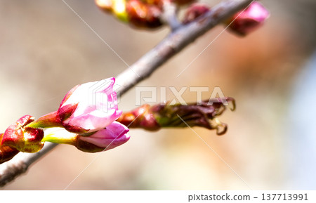 在北海道公園裡，春日暖陽下，櫻花含苞待放。 137713991